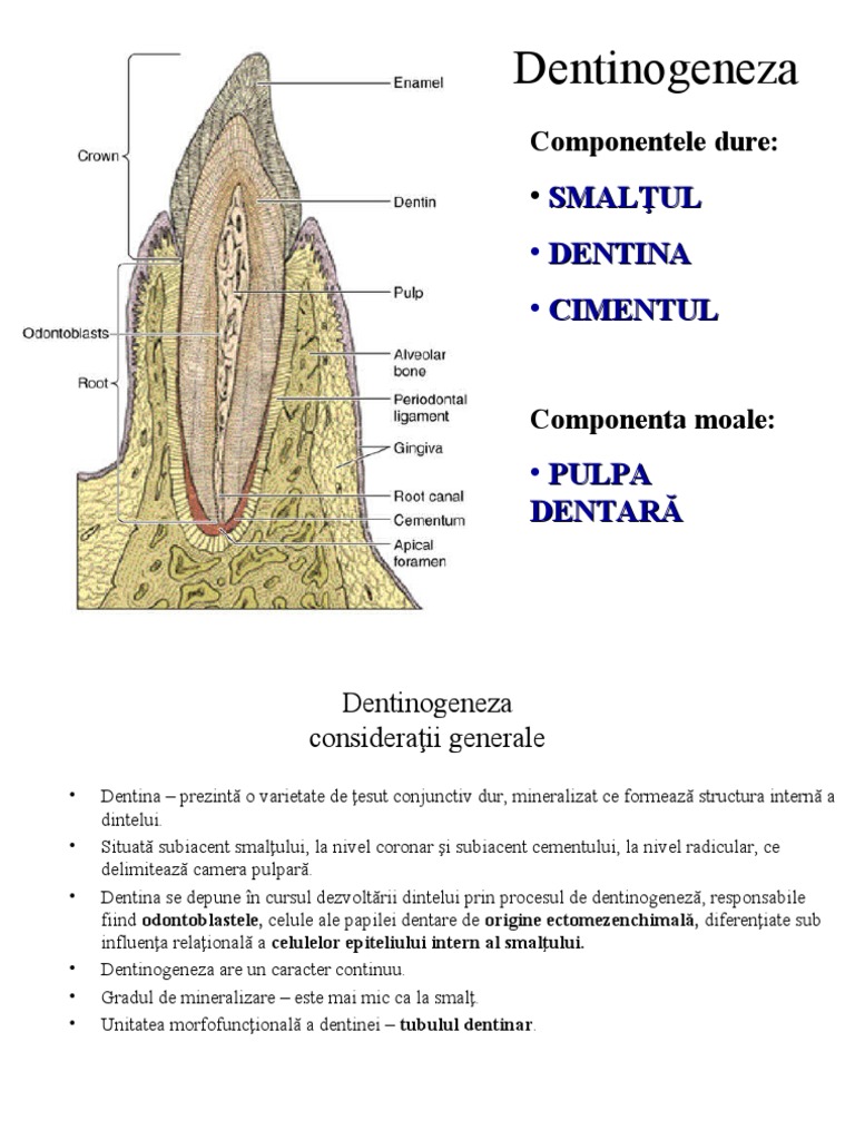Dentinogeneza 9566 | PDF