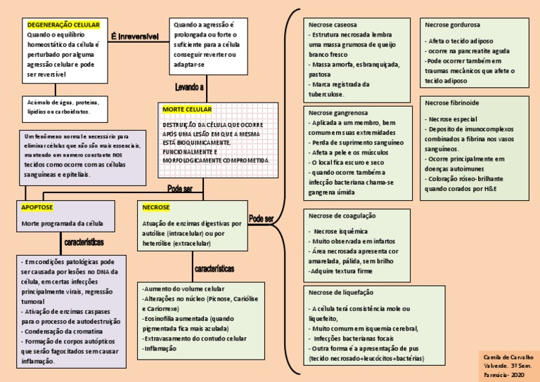 Mapas Mentais Sobre Morte Celular Study Maps