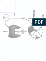 Fise LP 1 Endocrino