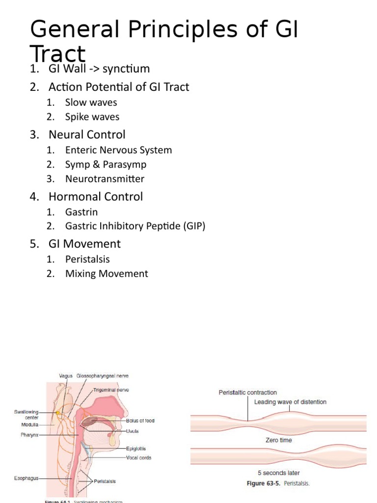 GI Tract: Principles & Functions | PDF