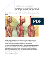 13. Înclinare anterioara cap-gat