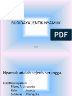 Budidaya Jentik Nyamuk