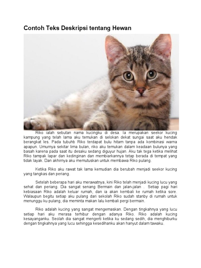 Deskripsi Kucing Riko yang Mengemaskan | PDF