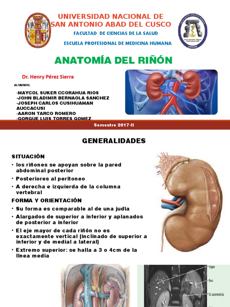 Anatomía y relaciones del riñón | PDF | Intestino grueso | Riñón