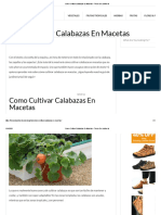 Como Cultivar Calabazas en Macetas