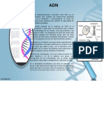 Afiche  d ADN