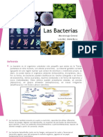 Las bacterias y arqueas: características y usos