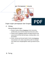 Organ Pernapasan Manusia