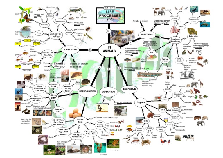 Life Processes Primary 4 | PDF | Egg | Mammals