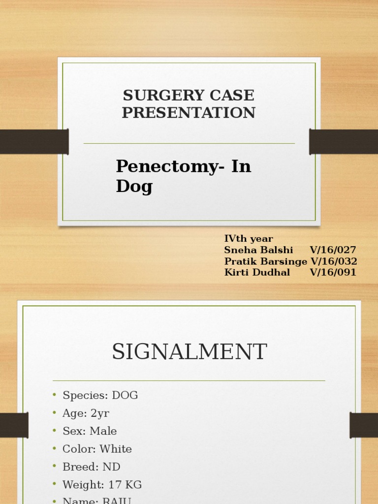 Penectomy Surgery Case in a Dog | PDF | White Blood Cell | Penis