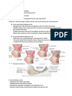 Anatomy Abdominal Wall