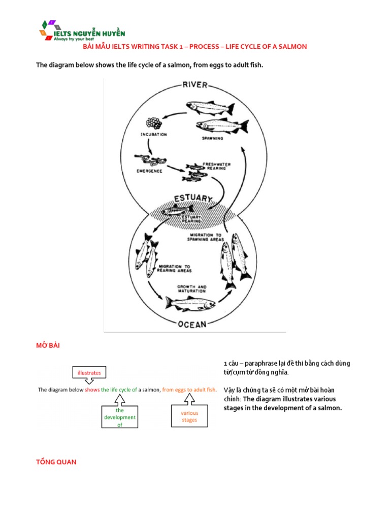 IELTS Writing Task 1 - Process - Life Cycle of A Salmon PDF | PDF