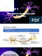 Activity 1: The Nerve: Its Nature and Function