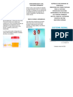 Triptico Sistema Renal