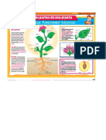 Partes de Las Plantas y Sus Funciones