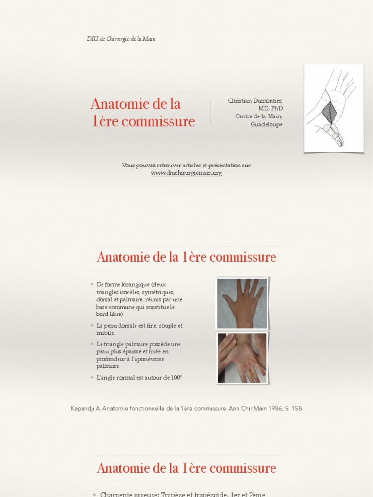 Anatomie et Fonction de la 1ère Commissure | PDF | Main | Appareil ...