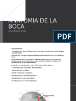 Anatomia de La Boca