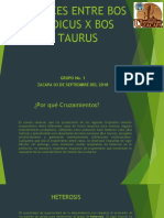 Cruces Entre Bos Indicus X Bos Taurus