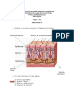 CUESTIONARIO DE PIEL Actividad 2anatomia y Fisiologia PDF
