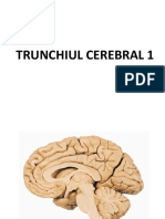 Trunchiul Cerebral 1