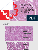 Practical Histology of Urinary System