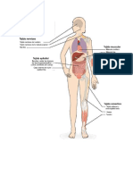 tejido en el cuerpo humano