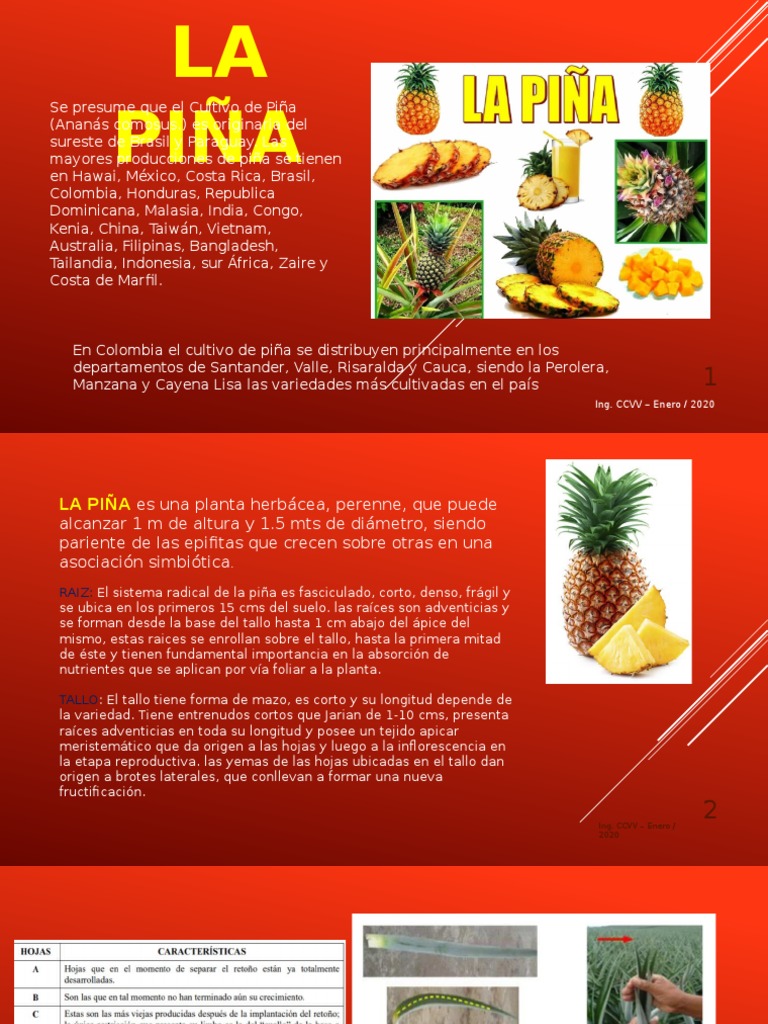 Características y variedades de la piña | PDF | Piña | Tallo de la planta