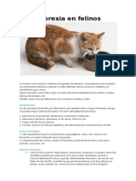 Anorexia en Felinos