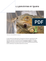 Abscesos y granulomas en Iguana.docx