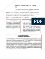 Enzimas y Reacciones Del Ciclo de Los Ácidos Tricarboxílicos