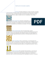 Clasificación de Los Tejidos Vegetales