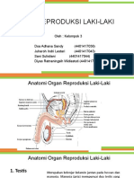 Sistem Reproduksi Laki-laki_Kelompok 3.pptx