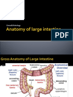 Anatomy of Large Intestine PBL