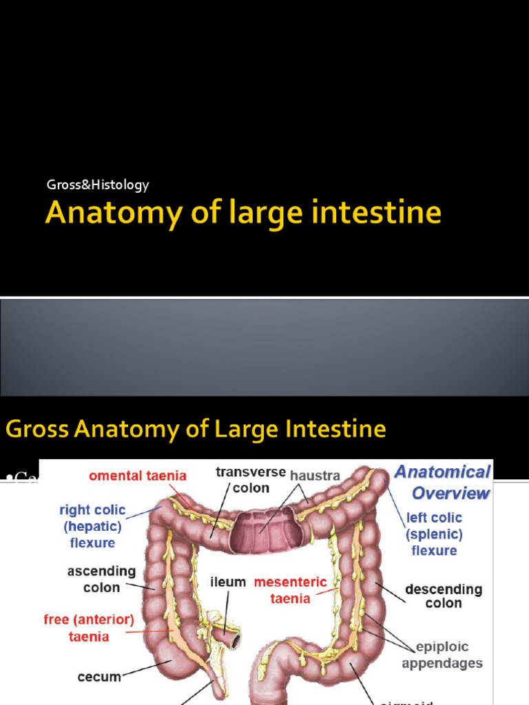 Gross and Histology of the Large Intestine | PDF | Large Intestine ...