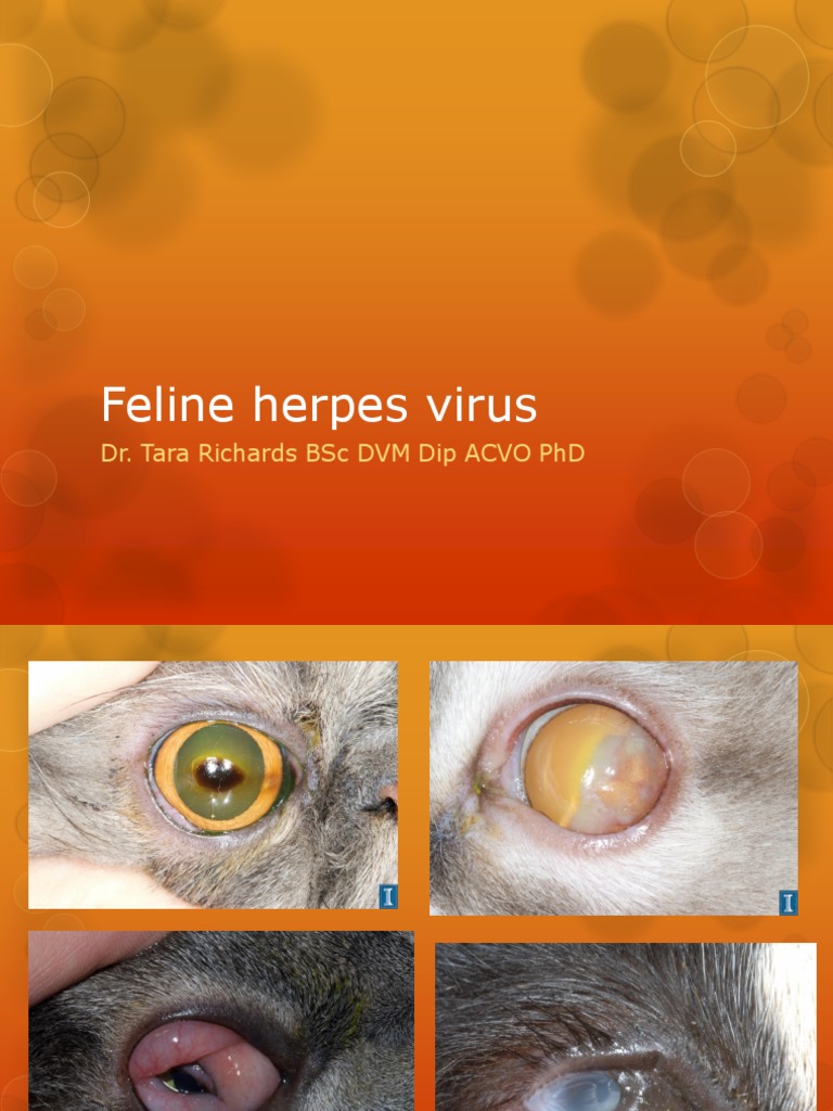 Feline Herpes Virus PDF PDF Medical Specialties Medicine