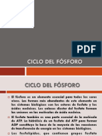 Ciclo Del Fósforo