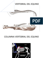 Osteologia Del Equino