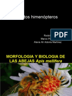 morfologiaebiologiadasabelhasapismelliferaesp-100514193324-phpapp01