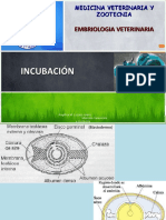 incubacin-110203110503-phpapp02.pdf