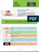 sistema respiratorio y renal INFOGRAFIA.pdf