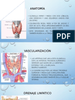 glándula tiroides organigrama