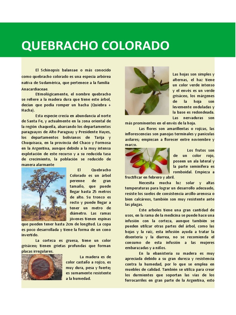 Características del Quebracho Colorado | PDF | Forma de vida vegetal ...