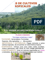 11.cafécacao Palma Yuca Platano y Palto46 2015 PDF