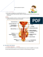 Sistema Reproductor Masculino Sexto