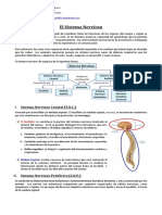 03 Ciencias Naturales 1A - Sistema Nervioso