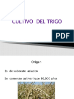 Cultivo de L Trigo