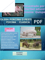 Colera Porcina