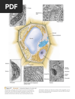 Figure 4-7 Composite Diagram of A Plant Cell: Animated