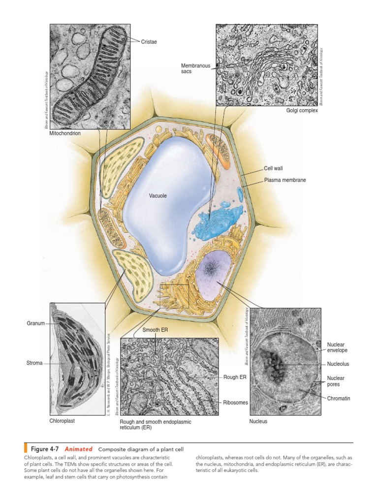 Plant Cell Structure and Organelles | PDF | Endoplasmic Reticulum ...