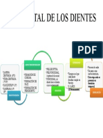 Ciclo Vital de Los Dientes